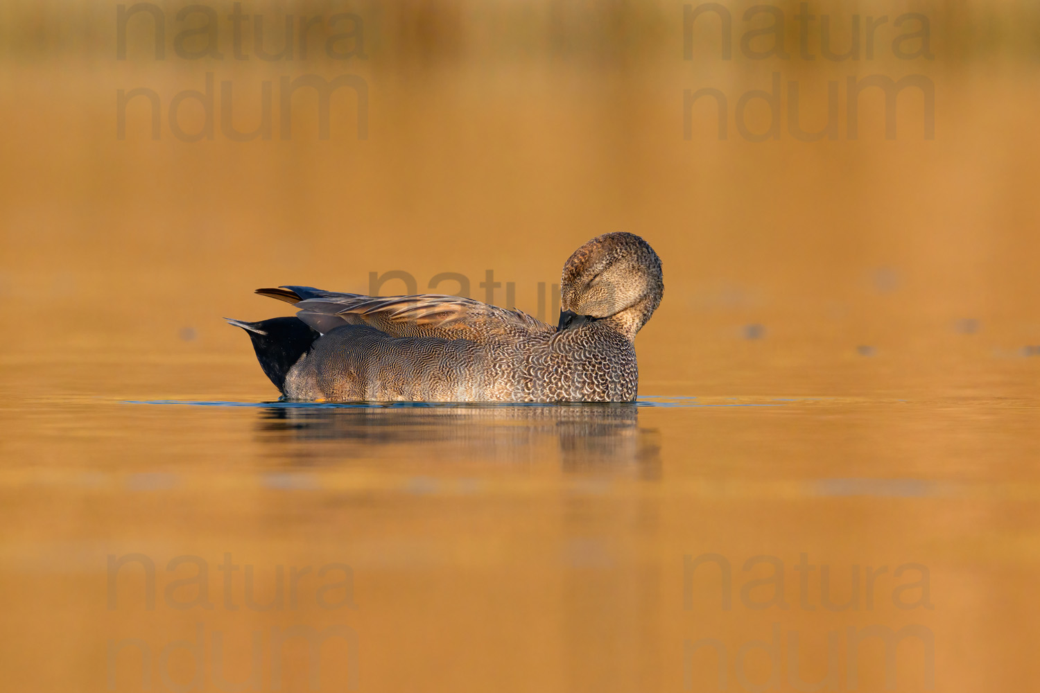 Foto di Canapiglia (Mareca strepera)