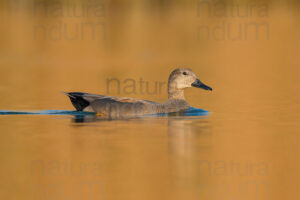Photos of Gadwall (Mareca strepera)