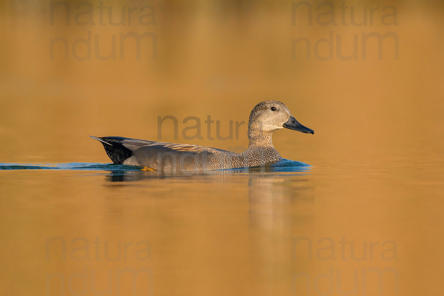 Foto di Canapiglia (Mareca strepera)