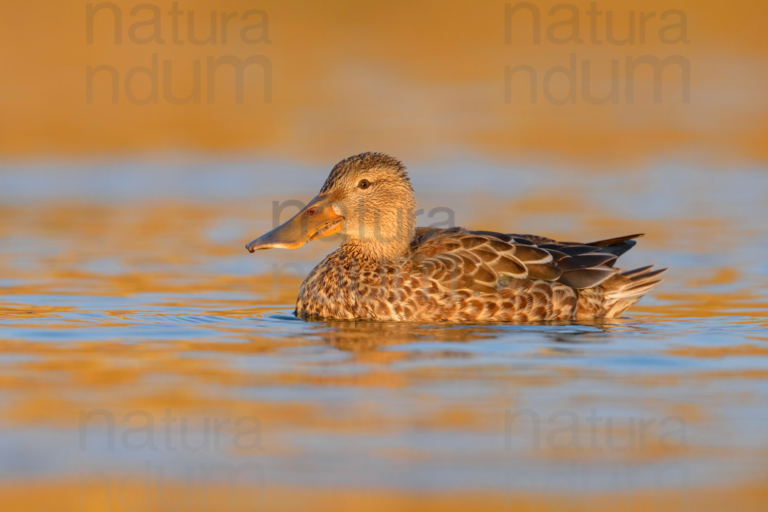 Photos of Northern Shoveler (Spatula clypeata)