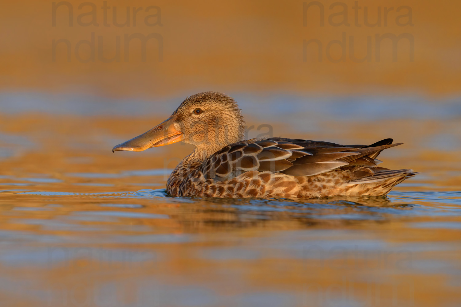 Photos of Northern Shoveler (Spatula clypeata)