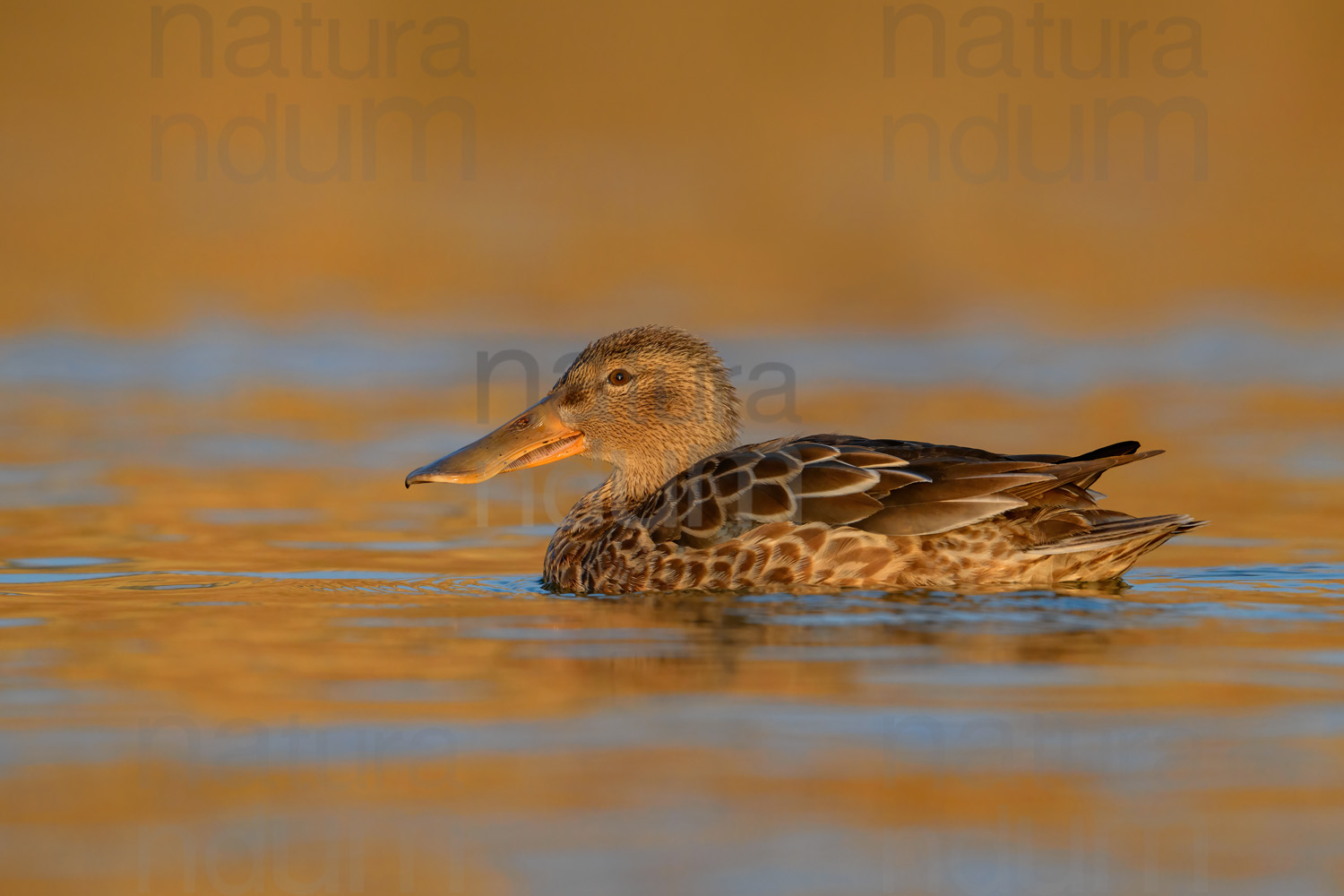 Photos of Northern Shoveler (Spatula clypeata)