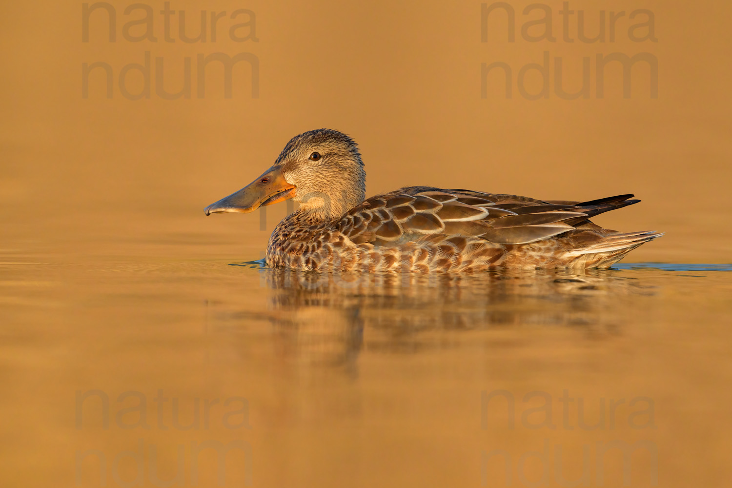 Foto di Mestolone (Spatula clypeata)