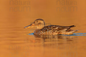 Photos of Northern Shoveler (Spatula clypeata)