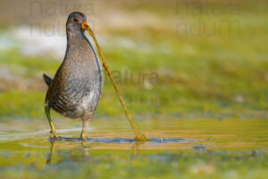 Photos of Spotted Crake (Porzana porzana)