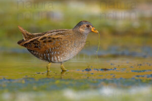 Photos of Spotted Crake (Porzana porzana)