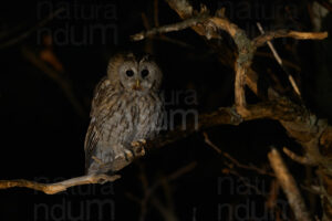 Foto di Allocco (Strix aluco)