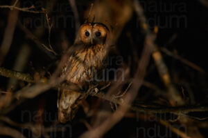 Foto di Allocco (Strix aluco)