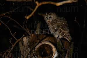 Photos of Tawny Owl (Strix aluco)