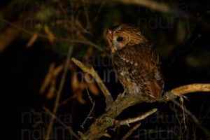 Foto di Allocco (Strix aluco)