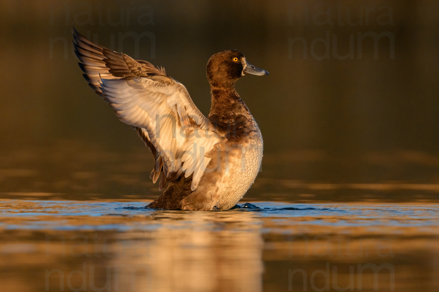 Foto di Moretta (Aythya fuligula)