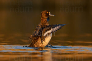 Photos of Tufted Duck (Aythya fuligula)