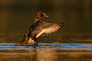 Foto di Moretta (Aythya fuligula)