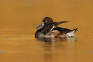 Photos of Tufted Duck (Aythya fuligula)
