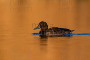 Foto di Moretta (Aythya fuligula)