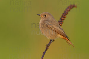 Photos of Black Redstart (Phoenicurus ochruros)