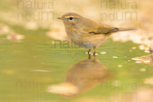 Foto di Luì piccolo (Phylloscopus collybita)