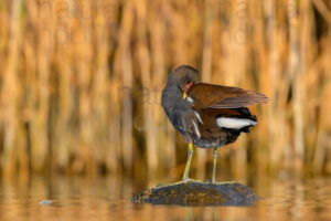 Foto di Gallinella d'acqua (Gallinula chloropus)