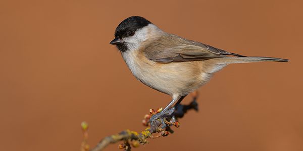 foto di passeriformi