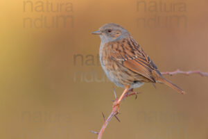 Photos of Dunnock (Prunella modularis)