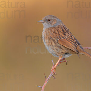 Photos of Dunnock (Prunella modularis)