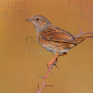 Photos of Dunnock (Prunella modularis)