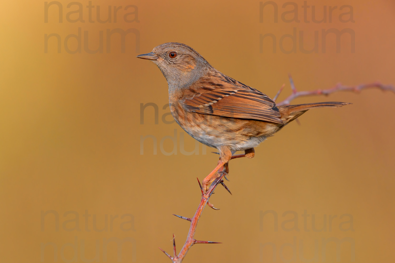 Photos of Dunnock (Prunella modularis)