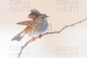 Photos of Dunnock (Prunella modularis)