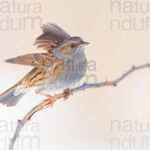 Photos of Dunnock (Prunella modularis)