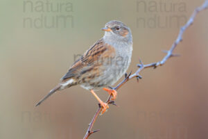 Photos of Dunnock (Prunella modularis)