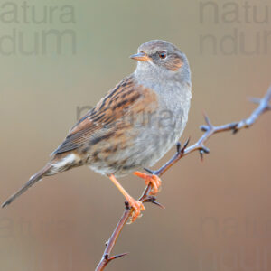 Foto di Passera scopaiola (Prunella modularis)