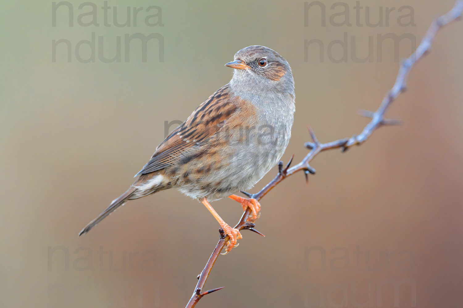 Foto di Passera scopaiola (Prunella modularis)