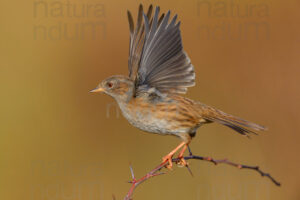 Photos of Dunnock (Prunella modularis)