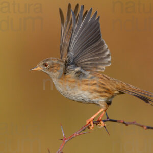 Photos of Dunnock (Prunella modularis)