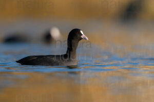 Foto di Folaga (Fulica atra)