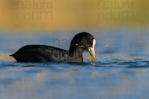 Foto di Folaga (Fulica atra)