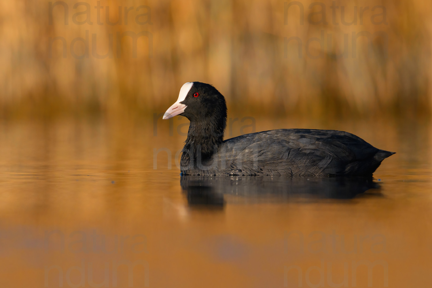 Foto di Folaga (Fulica atra)