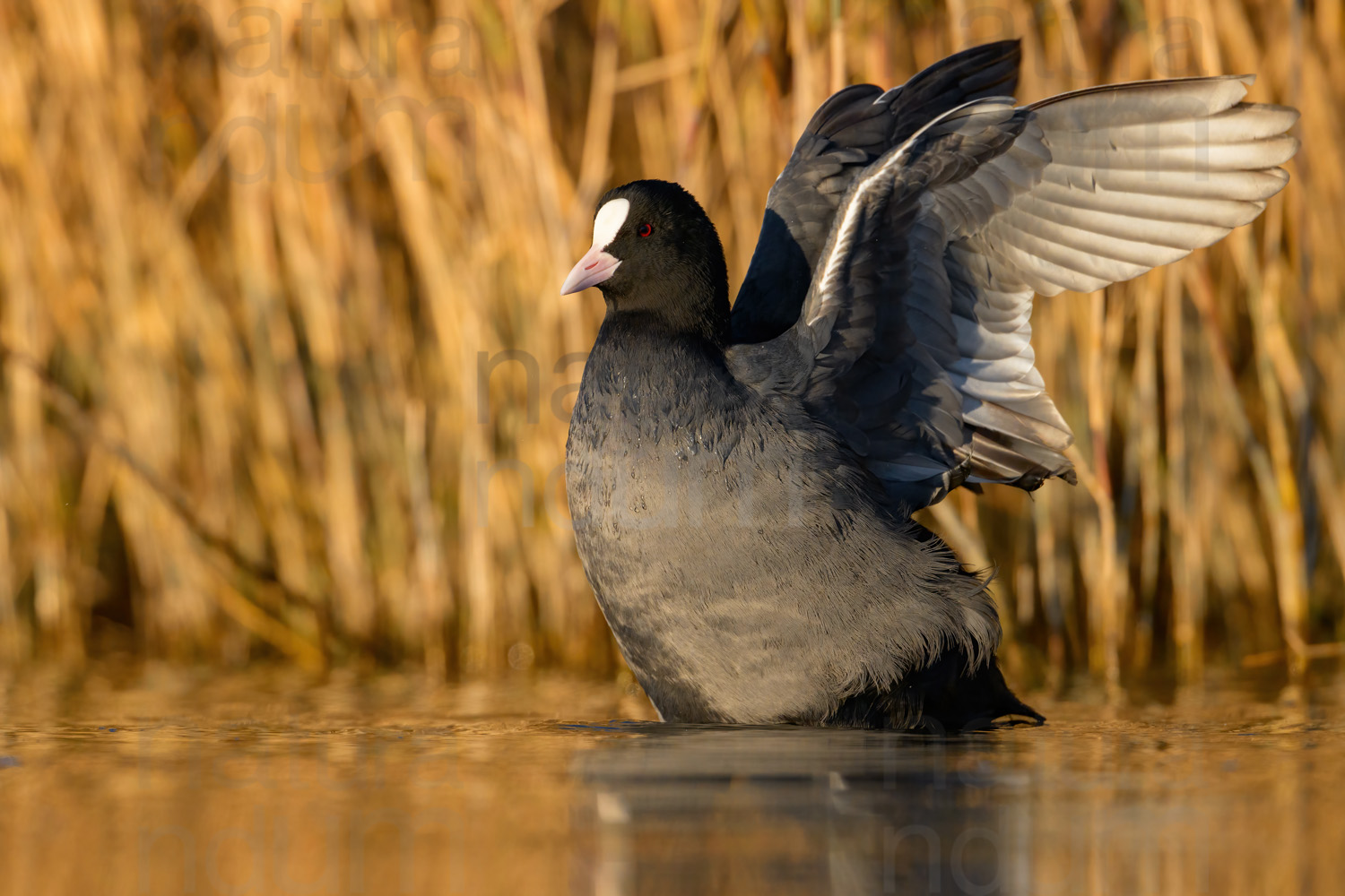 Foto di Folaga (Fulica atra)