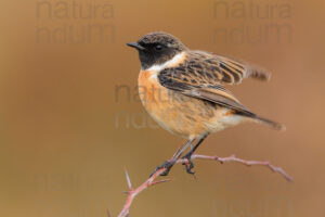 Photos of European Stonechat (Saxicola rubicola)