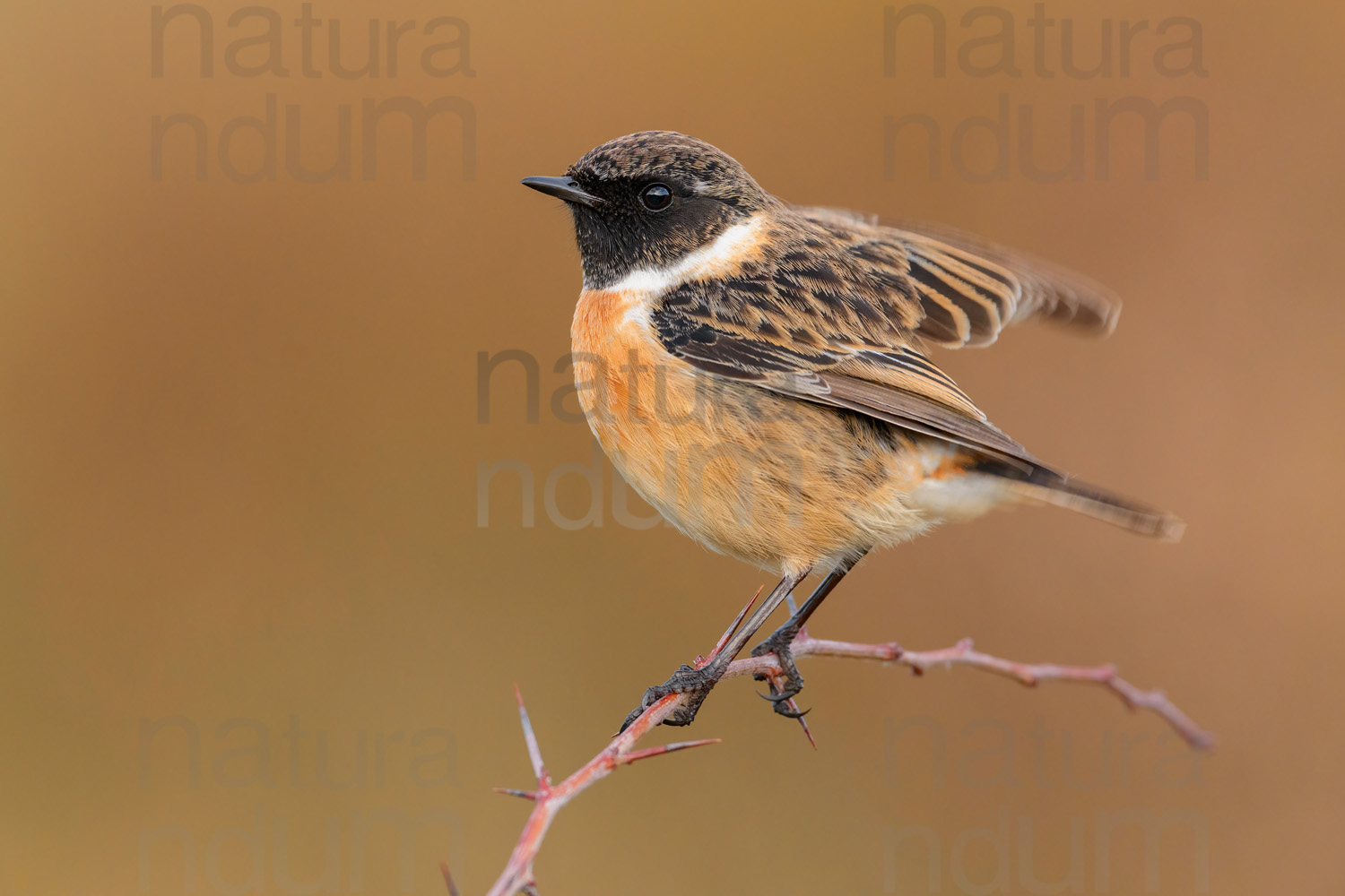 Foto di Saltimpalo (Saxicola rubicola)