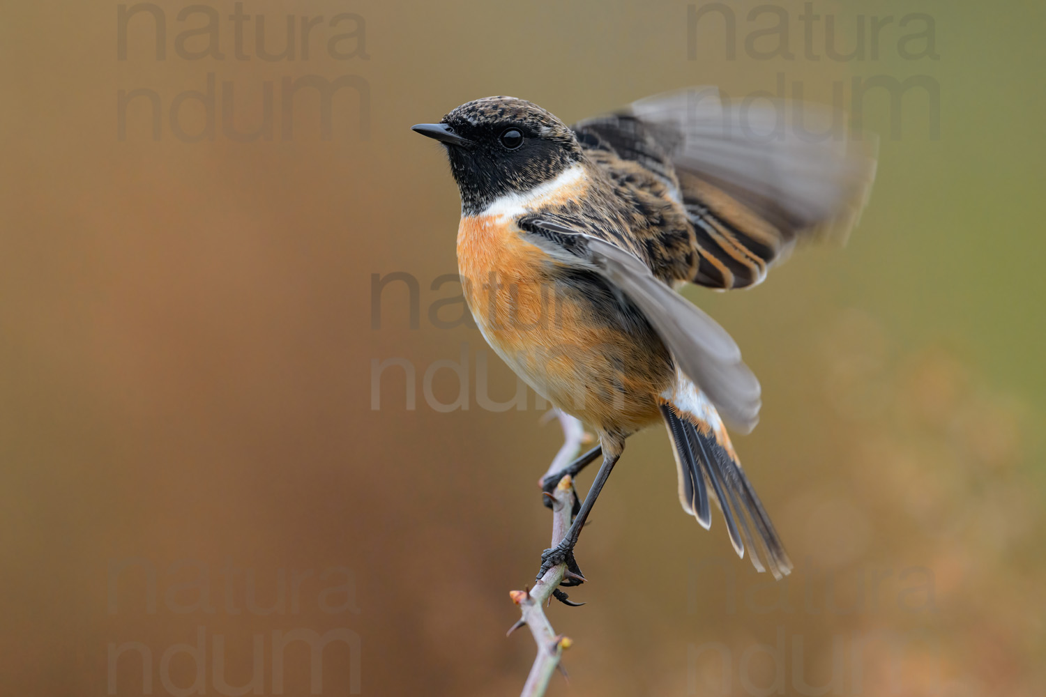 Foto di Saltimpalo (Saxicola rubicola)