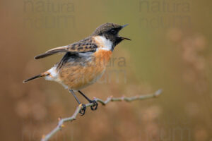 Foto di Saltimpalo (Saxicola rubicola)