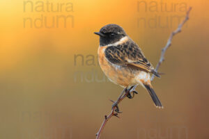 Foto di Saltimpalo (Saxicola rubicola)