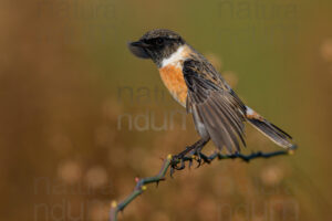 Photos of European Stonechat (Saxicola rubicola)