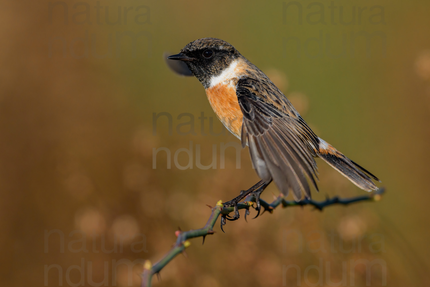 Foto di Saltimpalo (Saxicola rubicola)