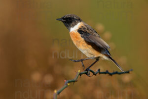 Photos of European Stonechat (Saxicola rubicola)