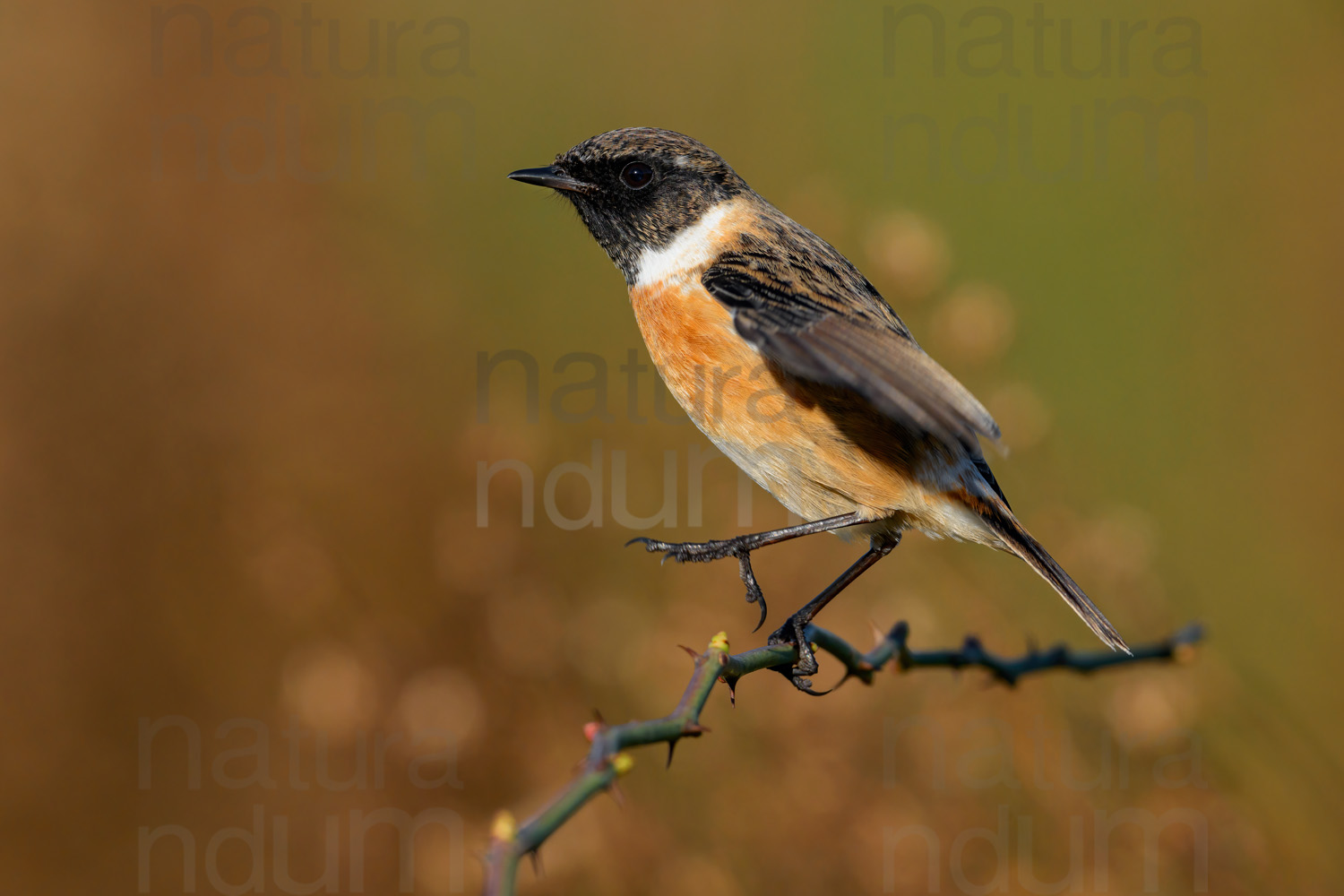 Foto di Saltimpalo (Saxicola rubicola)