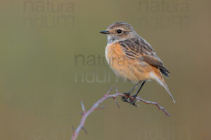 Foto di Saltimpalo (Saxicola rubicola)