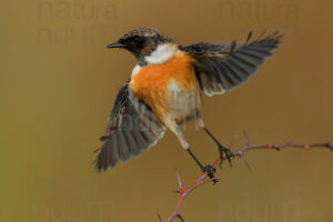 Photos of European Stonechat (Saxicola rubicola)