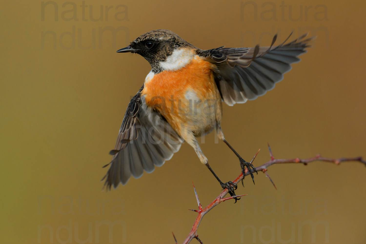 Foto di Saltimpalo (Saxicola rubicola)